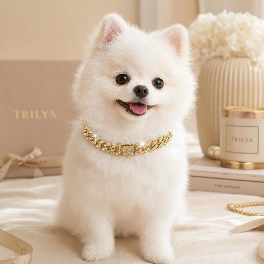 White Pomeranian wearing the Trilya gold Cuban link diamond pet collar